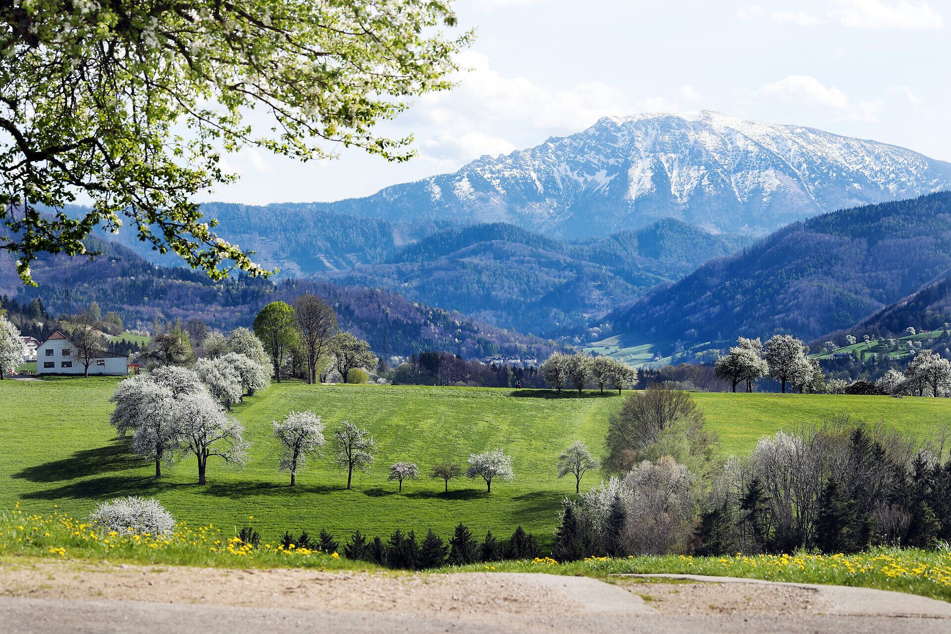 Blühende Landschaft im Vordergrund, der schneebedeckte Ötscher im Hintergrund.