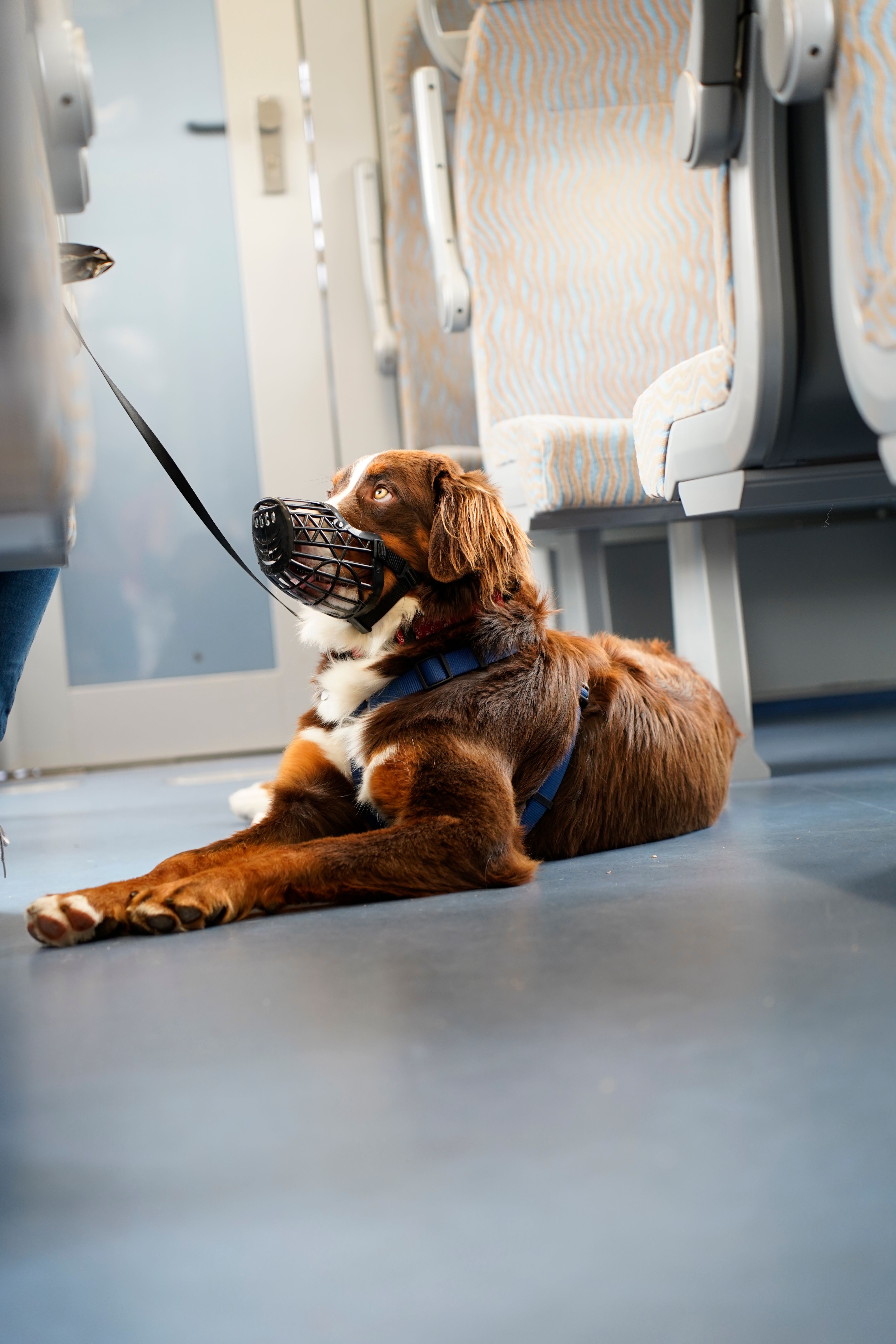 Ein braun-weißer Hund mit Maulkorb und Geschirr liegt angeleint auf dem Boden im Gang eines Zuges.