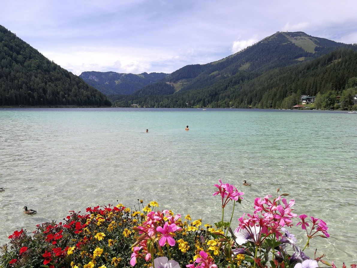Blick auf den Erlaufsee mit Blumen im Vordergrund, Bergen im Hintergrund und Enten im Wasser.