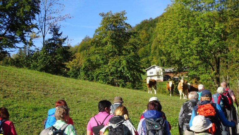 Wanderer gehen an Kuhweide vorbei