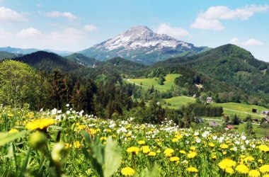 Blumenwiese und im Hintergrund die Berge