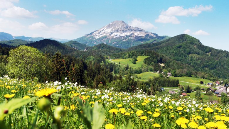 Flower meadow with yellow and white flowers in front of a mountain landscape near Annaberg.