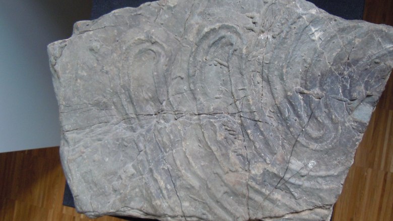 A stone with fossil impressions on a wooden floor.