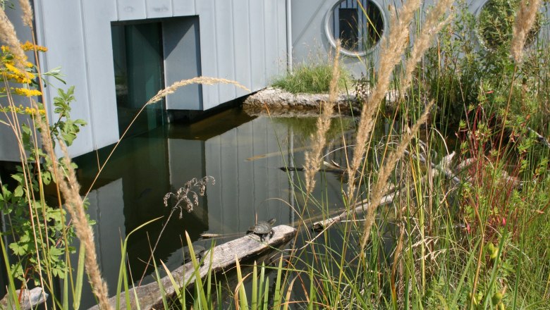 A pond with reeds and a turtle on a tree trunk in front of a modern building.