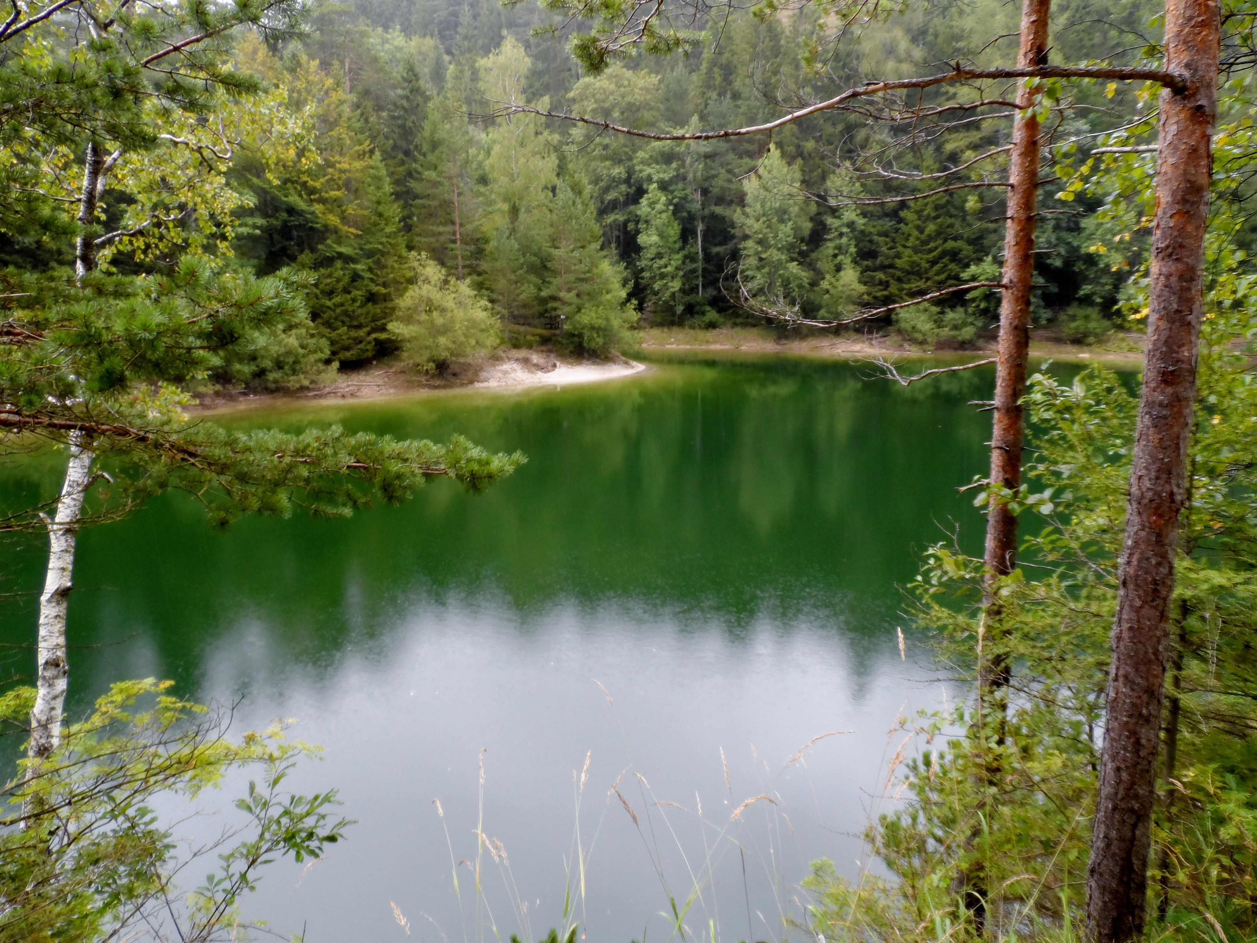 Ein grüner See umgeben von Bäumen und Wald.